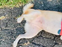 犬の写真