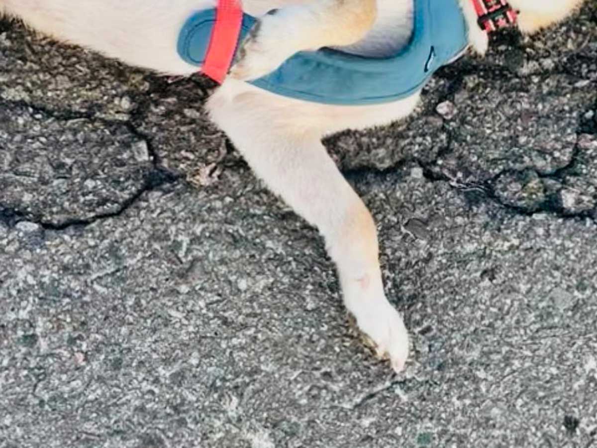 犬の写真