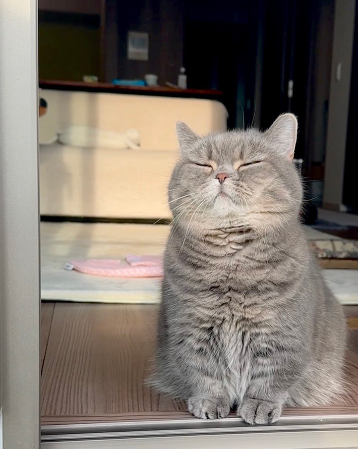 猫のひまりちゃん