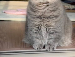 猫のひまりちゃん