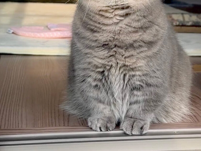 猫のひまりちゃん
