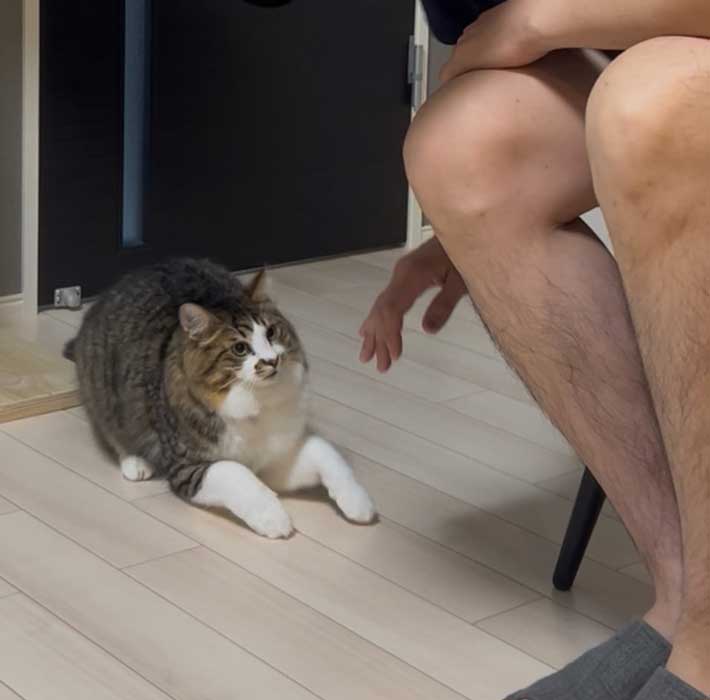 猫の写真