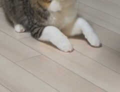 猫の写真
