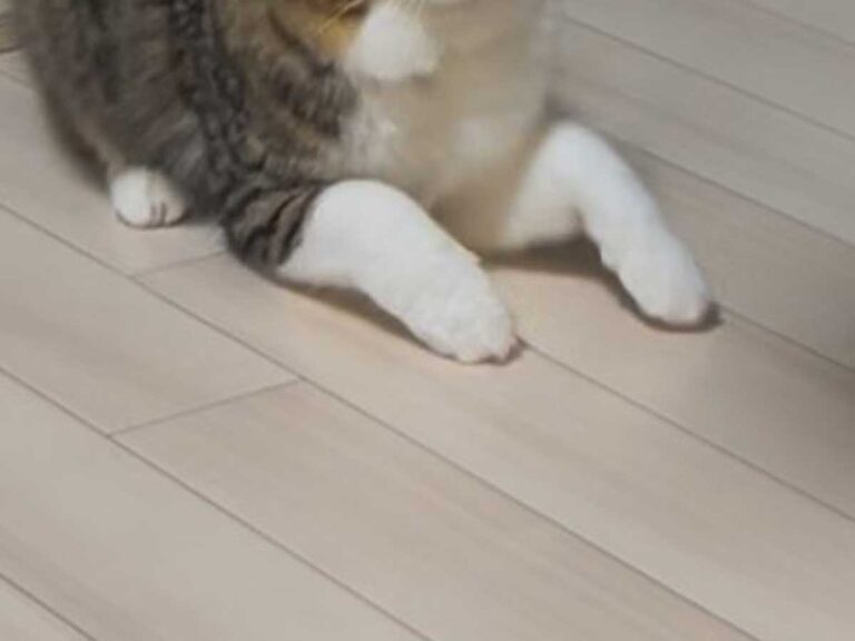 猫の写真