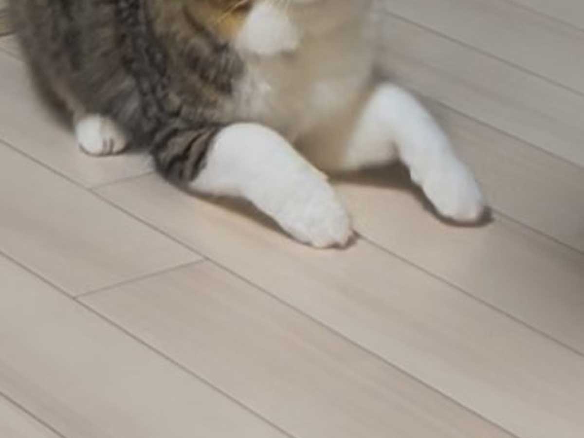 猫の写真