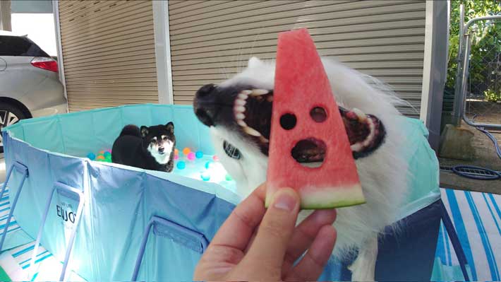 犬の画像