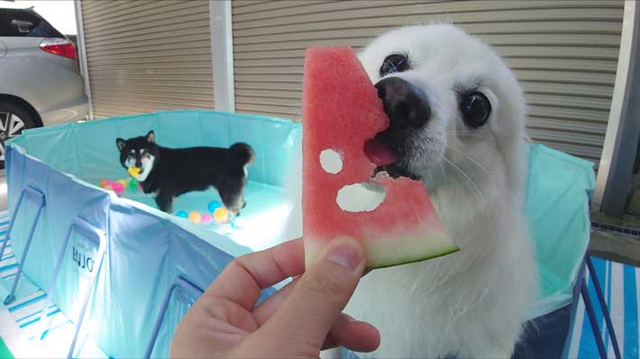 犬の画像