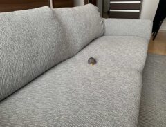 ハムスターの画像