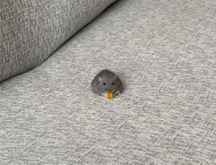 ハムスターの画像