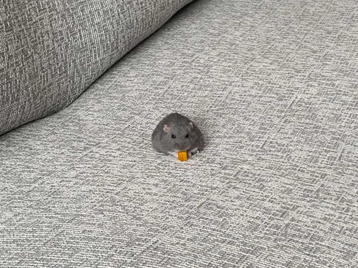 ハムスターの画像