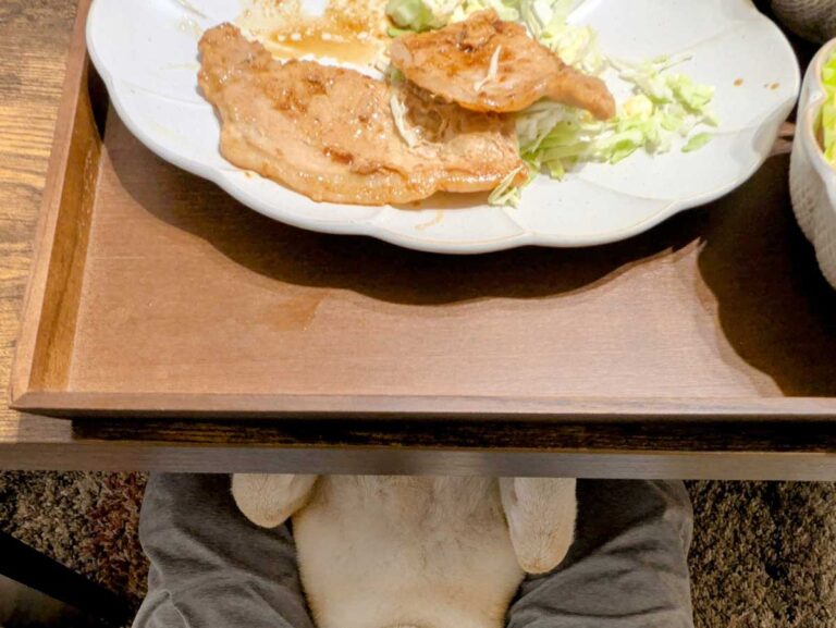 おこぼれ待ちをする犬