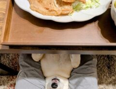 おこぼれを待つ犬