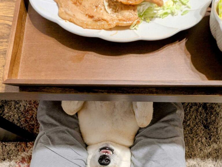 おこぼれを待つ犬