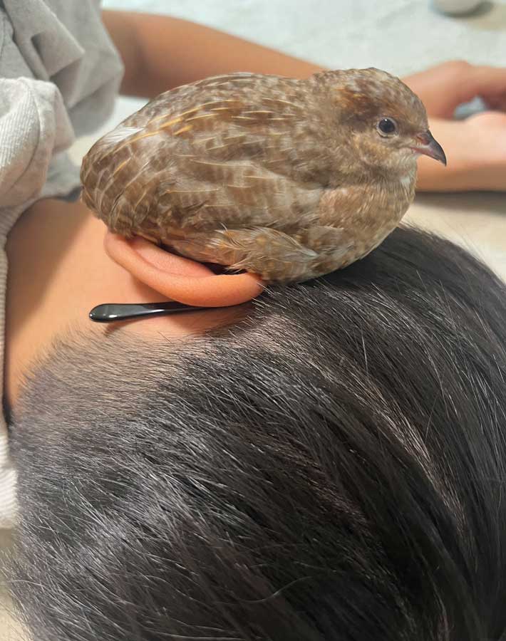 ヒメウズラの写真