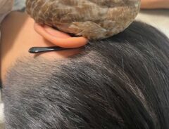 ヒメウズラの写真