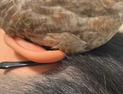 ヒメウズラの写真