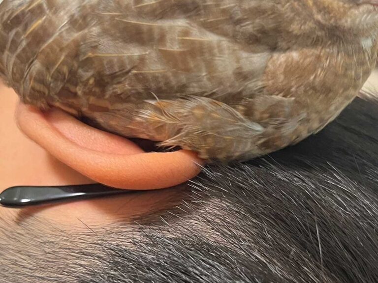 ヒメウズラの写真