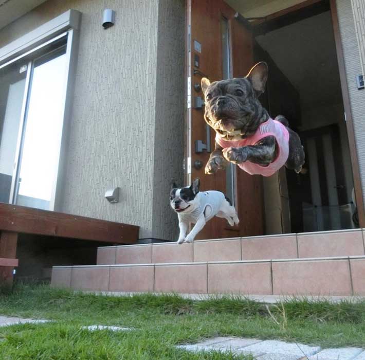 犬の写真
