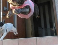 犬の写真
