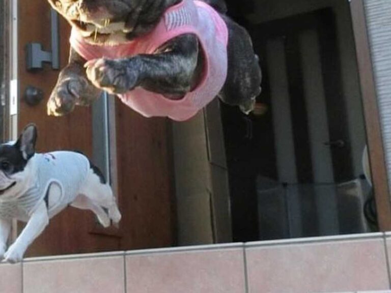 犬の写真