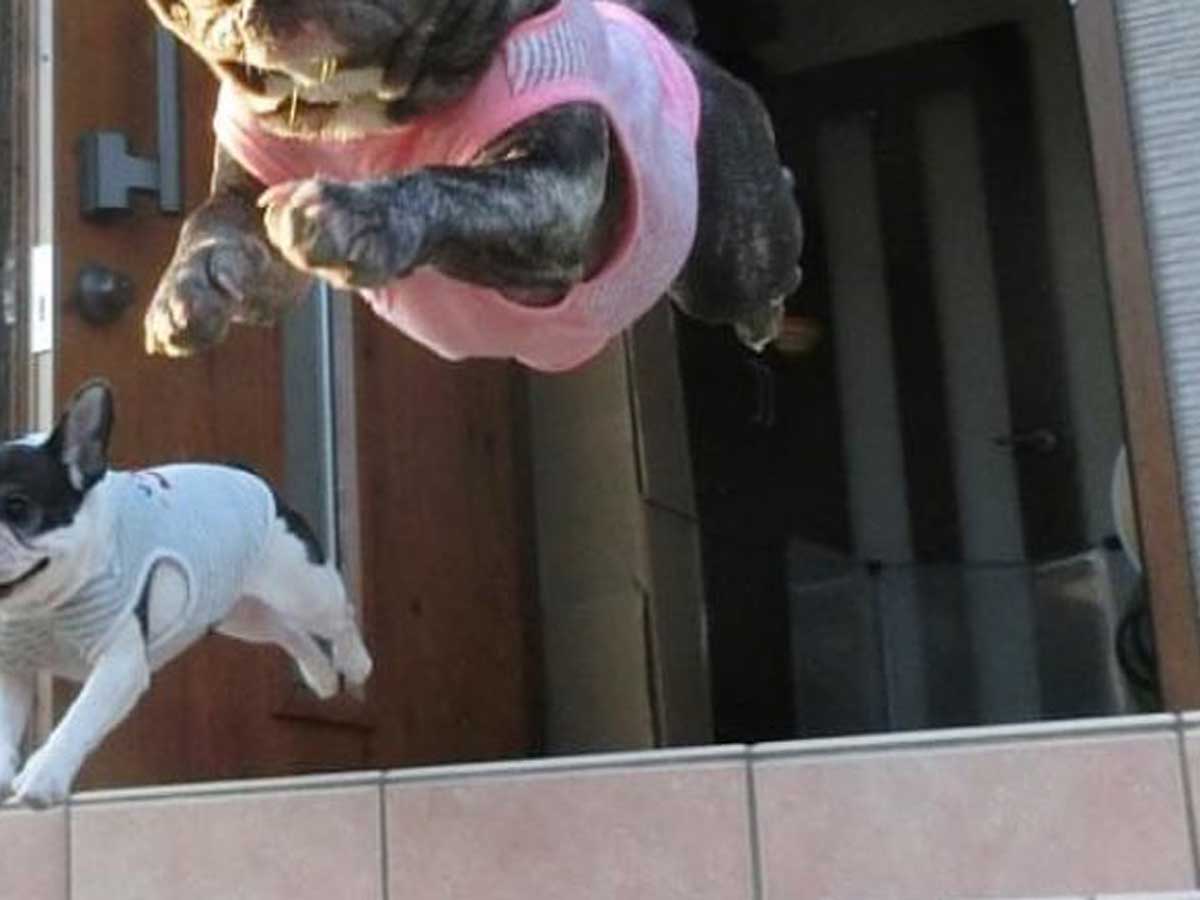 犬の写真