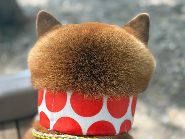 柴犬