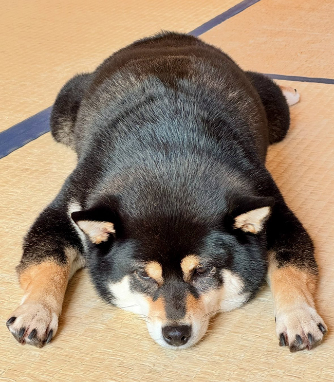 柴犬