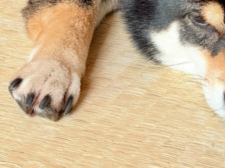 柴犬