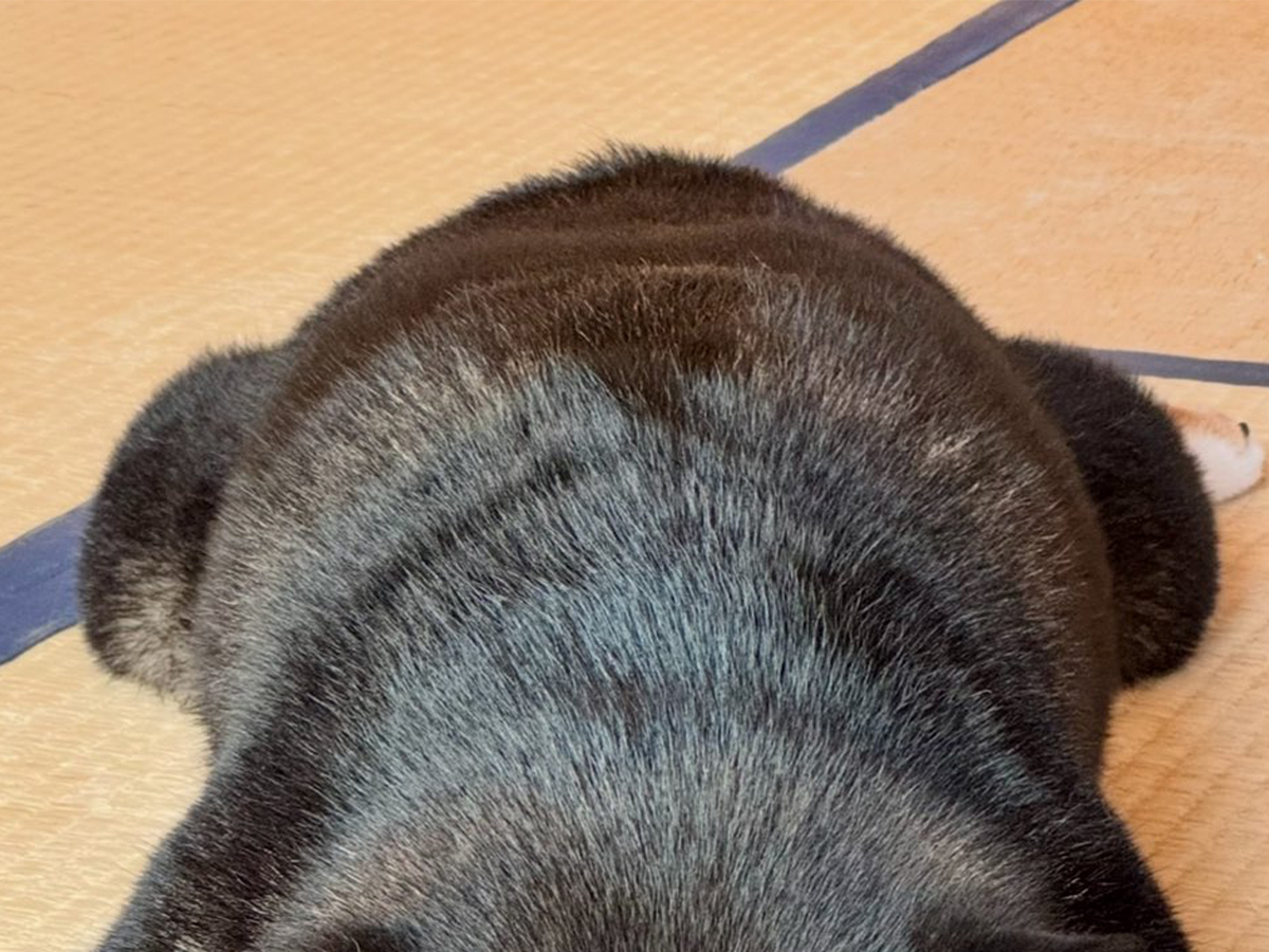 柴犬