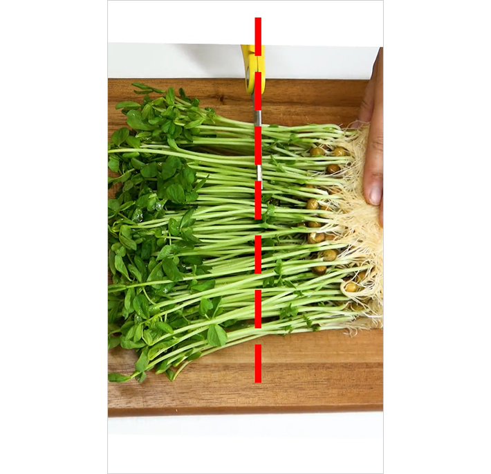 豆苗