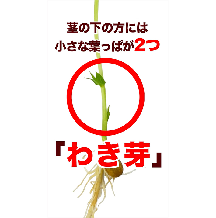 豆苗