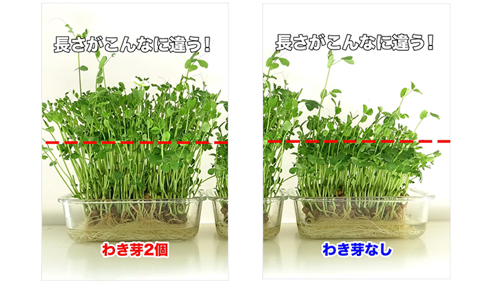 豆苗
