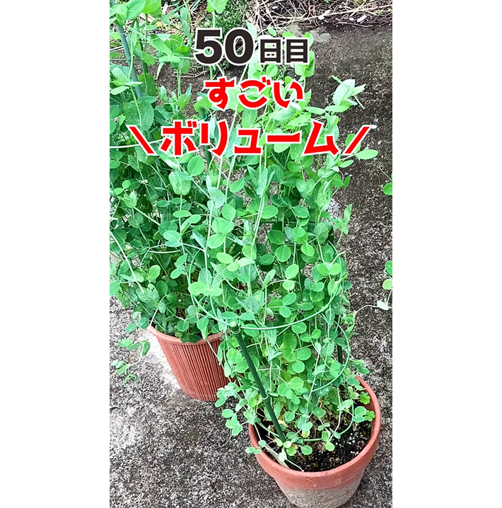豆苗