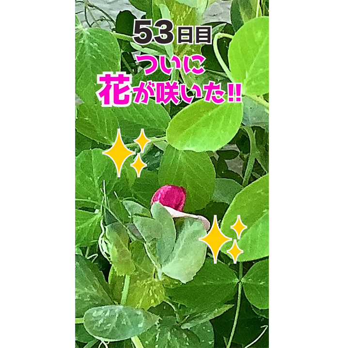 豆苗