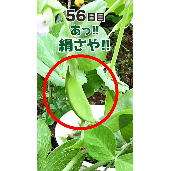 絹さや