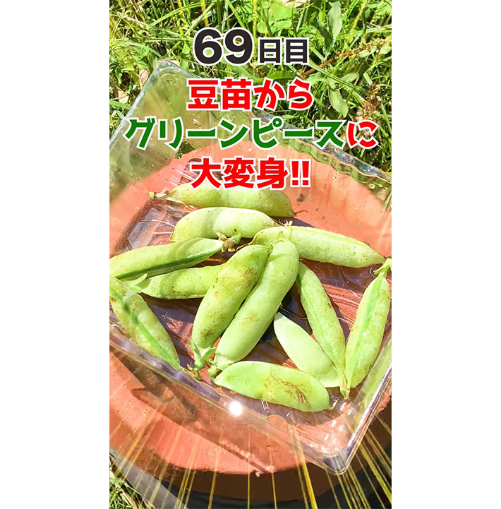グリーンピース
