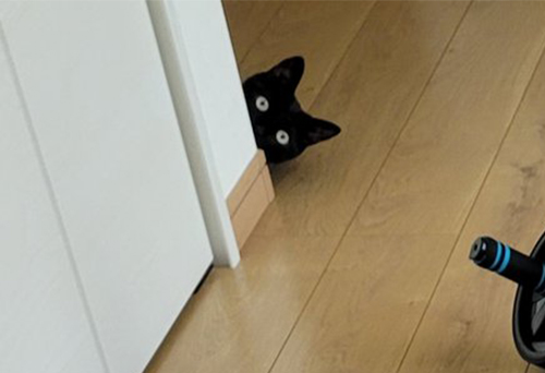 黒猫の写真