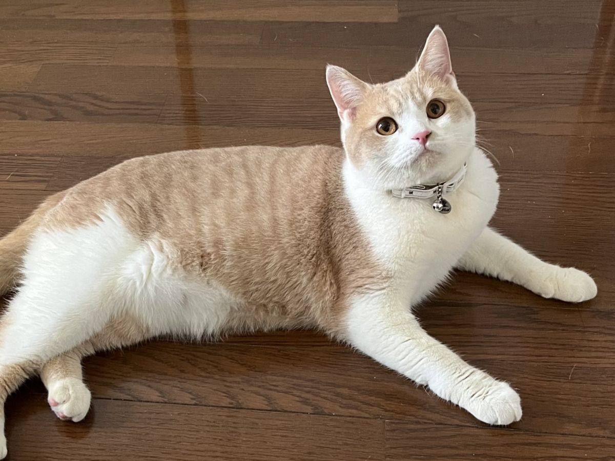 猫