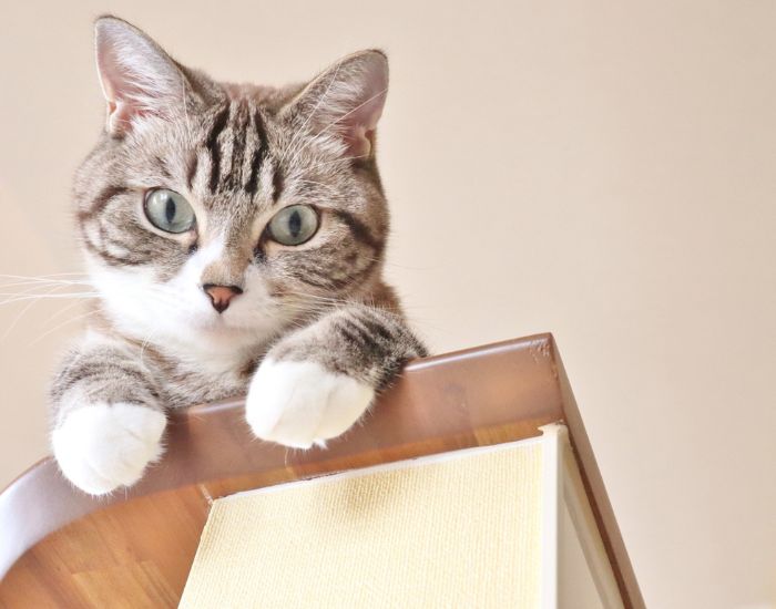 狙う猫