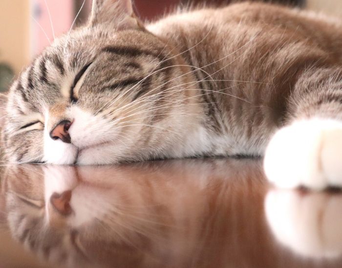 眠る猫