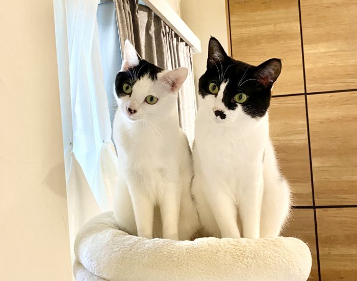 並ぶ猫