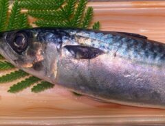 魚
