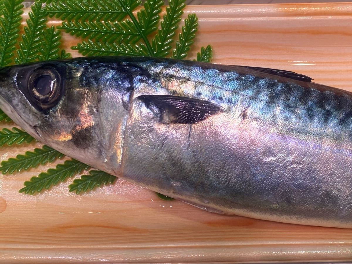 魚