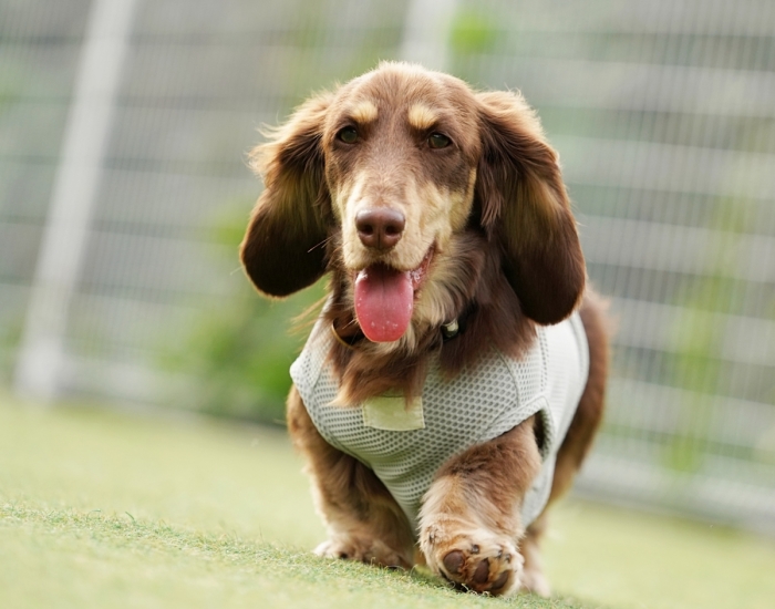 散歩をしている犬