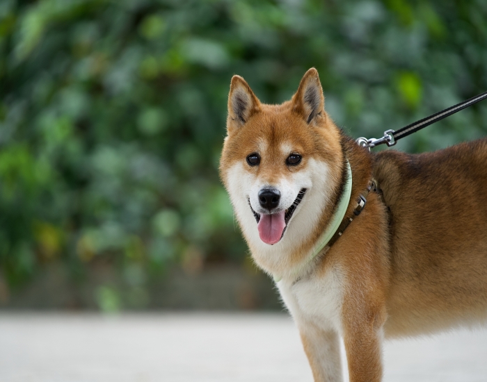 散歩中の柴犬