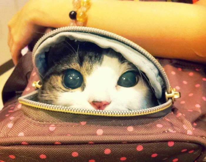 キャリーケースから顔を出してこちらを見る猫の写真