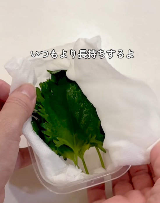 キッチンペーパーで包んだ大葉