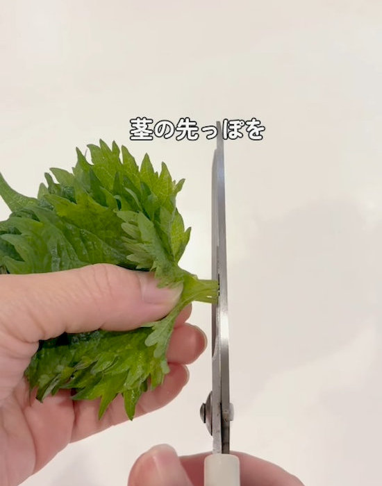 大葉の茎を切る様子