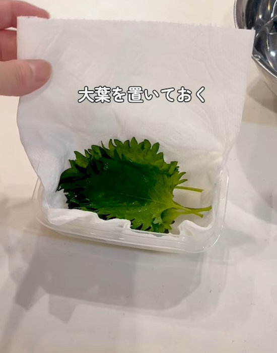 保存容器に入れたキッチンペーパーに大葉を置く様子