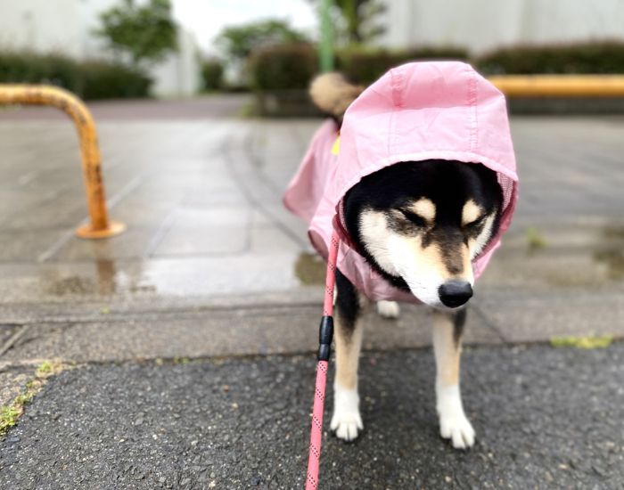 カッパを着て散歩をする黒柴の写真